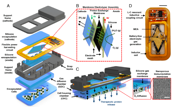 Vue éclatée du dispositif entièrement flexible composé de multiples compartiments. Celui dans lequel se trouvent les cellules transplantées est muni de pores par lesquels diffuse l’insuline produite. Un des compartiments consiste en un système d'électrolyse de la vapeur d'eau à membrane échangeuse de protons fonctionnant entre une cathode et une anode, après application d’un courant électrique dont l’énergie est captée par un circuit flexible. L’ensemble du dispositif a la taille d’une pièce d'un quart de dollar américain (d’un diamètre d’environ 24 mm). Krishnan SR, et al. Proc Natl Acad Sci U S A. 2023 Oct 3;120(40):e2311707120.