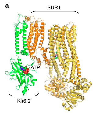 Modèle structural du canal potassique ATP-dépendant. Emplacement des sous-unités Kir6.2 (en vert) et SUR1 (en orange et jaune). Vedovato N, et al. Diabetologia. 2024 Feb 17.