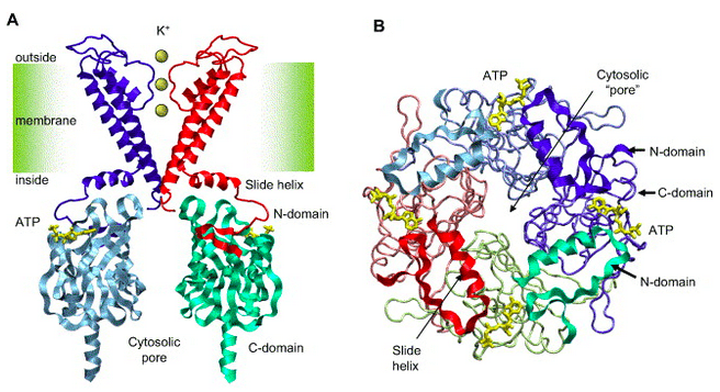 A : Vue schématique latérale du canal potassique ATP-dépendant. Pour plus de clarté, seules deux sous-unités Kir6.2 (au lieu de quatre) sont visibles. La molécule d’ATP est accrochée à son site de liaison. B : vue de haut du canal, montrant les quatre sous-unités Kir6.2. Différentes couleurs sont utilisées pour représenter chaque sous-unité. Haider S, et al. J Mol Cell Cardiol. 2005 Jun;38(6):927-36.