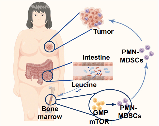 Schéma illustrant l’axe reliant l’intestin, la moelle osseuse et la tumeur dans un contexte de tumorigenèse associée à un régime riche en graisses. Le microbiote intestinal associé au régime hyperlipidique produit un surplus de leucine, suivi par l’activation de la différenciation de cellules de la moelle osseuse en cellules myéloïdes suppressives (PMN-MDSC), ce qui entraîne la progression du cancer du sein via l’axe intestin-moelle osseuse-tumeur. Chen J, et al. Proc Natl Acad Sci U S A. 2024 May 14;121(20):e2306776121.