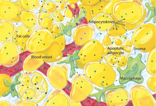 Illustration adaptée de Tilg H, Moschen AR. Nat Rev Immunol. 2006 Oct;6(10):772-83.