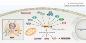 Voie de l’AMPK, protéine impliquée dans l’énergie cellulaire et composée de trois sous-unités α, β et γ. Entezari M, et al. Biomed Pharmacother. 2022 Feb;146:112563.