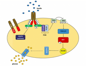 Place de la kinase AKT dans la voie de signalisation insulinique. Ewa Świderska, et al. Role of PI3K/AKT Pathway in Insulin-Mediated Glucose Uptake. Blood Glucose Levels. doi: 10.5772/intechopen.80402